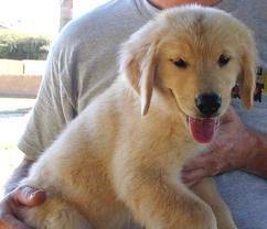 Budda - Golden Retriever Mâle (4 mois)