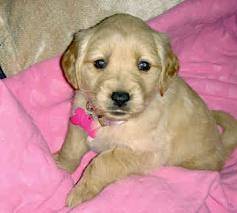Rosebud - Golden Retriever (4 mois)