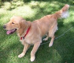 Mi buen Tim - Golden Retriever Mâle (2 ans)