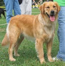 Linda en un concurso canino - Golden Retriever (2 ans)