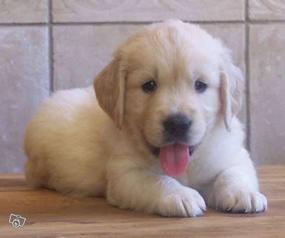kashow - Golden Retriever Mâle (2 ans)