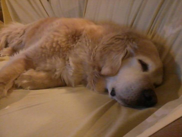 Tiger - Golden Retriever (8 ans)