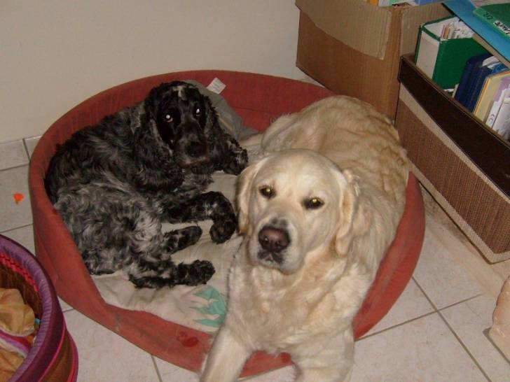 celma - Golden Retriever (4 ans)