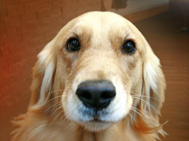 avrile - Golden Retriever (2 ans)