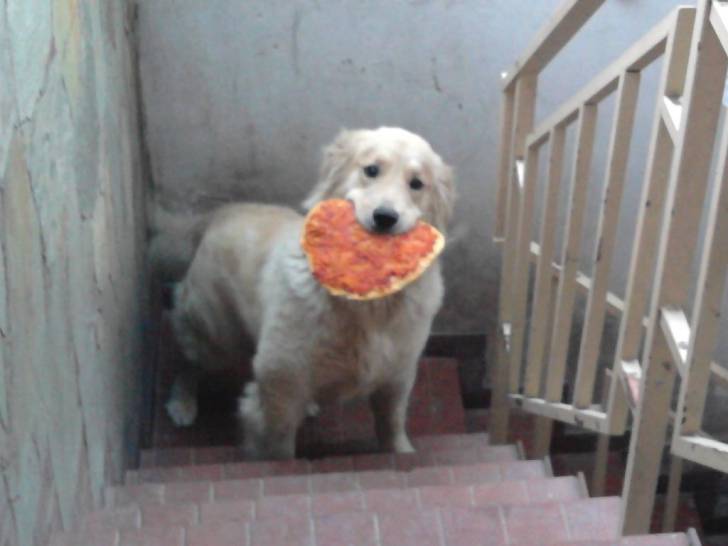 lulu - Golden Retriever (1 mois)