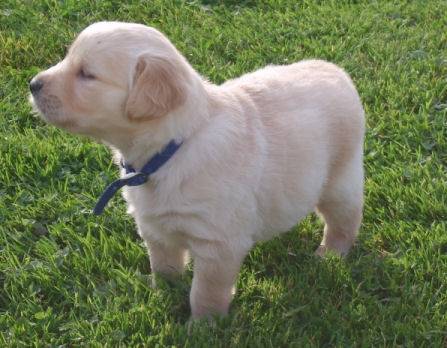 Jenny - Golden Retriever (1 an)