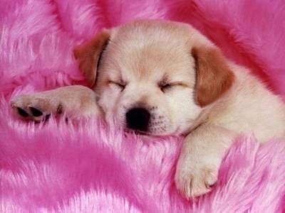 lola - Golden Retriever (1 mois)