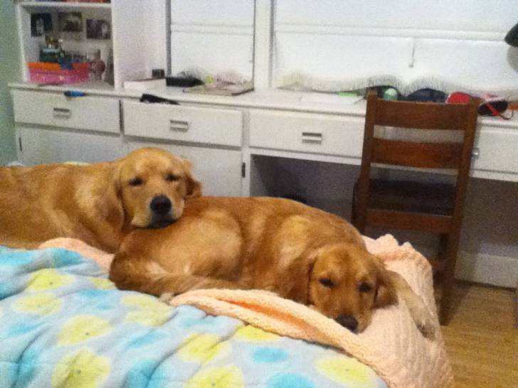 Mac and Tessa - Golden Retriever Mâle (3 ans)