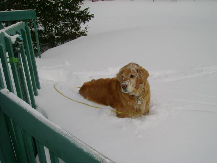 Belle - Golden Retriever (8 ans)