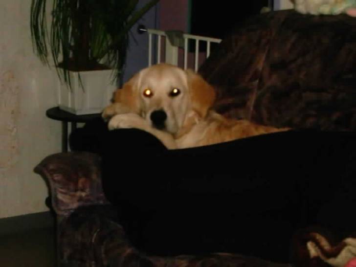 Lady - Golden Retriever (2 ans)