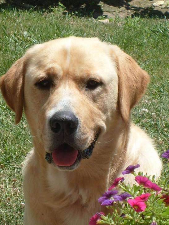 Bounty - Golden Retriever Mâle (3 ans)