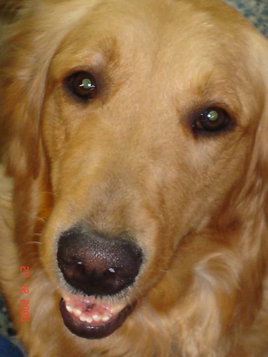 LIZZIE - Golden Retriever (8 ans)