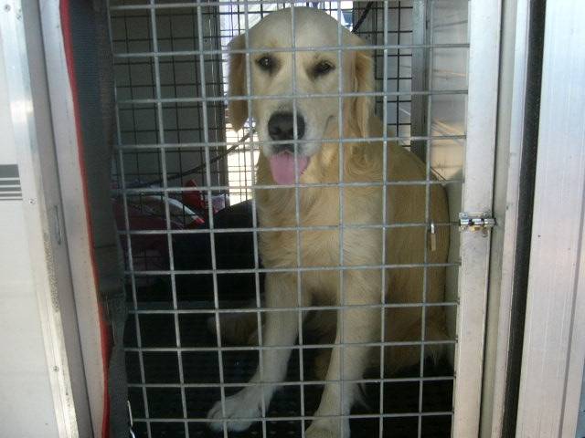 Azzy - Golden Retriever (4 ans)