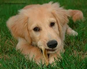 Trigger (PUPPY) - Golden Retriever Mâle (6 mois)