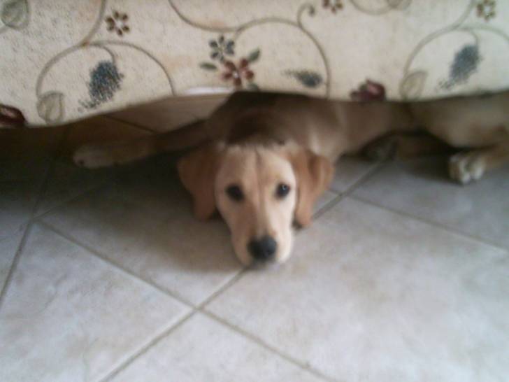MaÏs - Golden Retriever (10 mois)