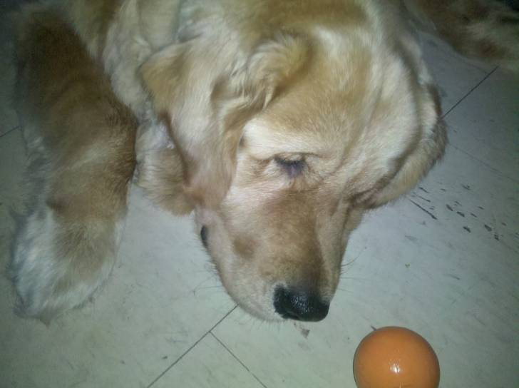 Bear - Golden Retriever Mâle (4 ans)