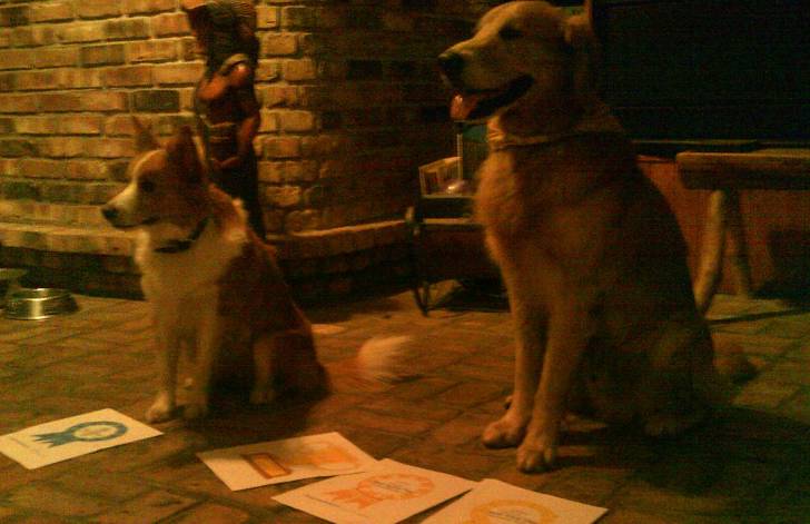 Fathom and Tiki - Golden Retriever Mâle (6 ans)