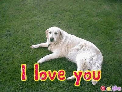 Belle - Golden Retriever (1 an)