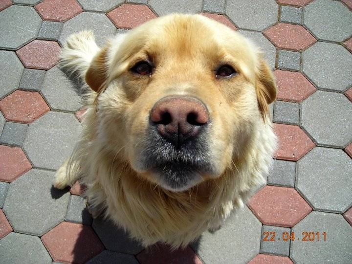 charlot - Golden Retriever Mâle (5 ans)