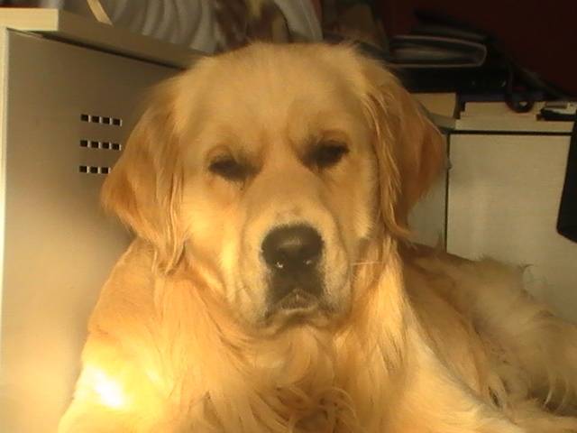 cookaï - Golden Retriever Mâle (2 ans)