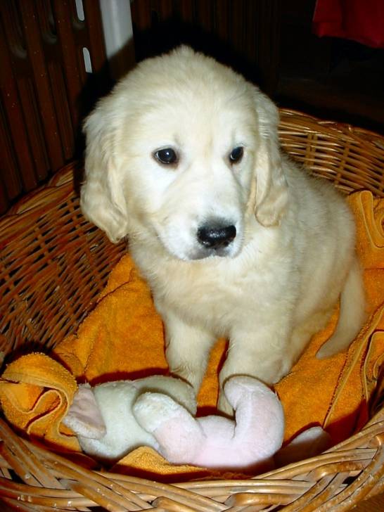 Dâira - Golden Retriever (4 ans)