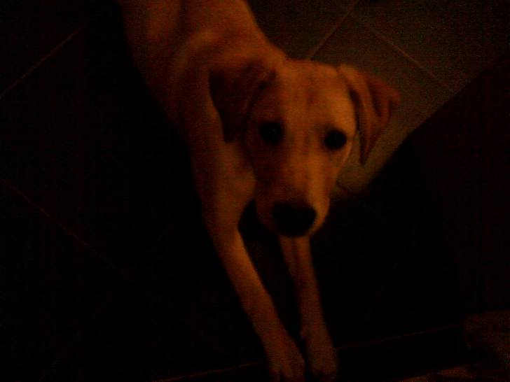 Emmsche - Golden Retriever (1 an)