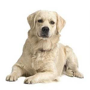 golden retriver chien de me cousine - Golden Retriever Mâle (11 mois)