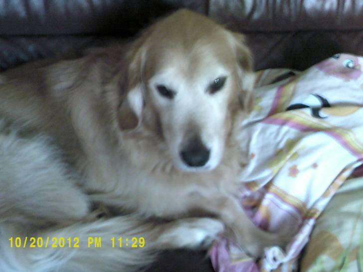 Ellie - Golden Retriever (6 ans)