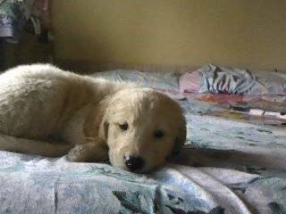 Roxy - Golden Retriever (1 an)