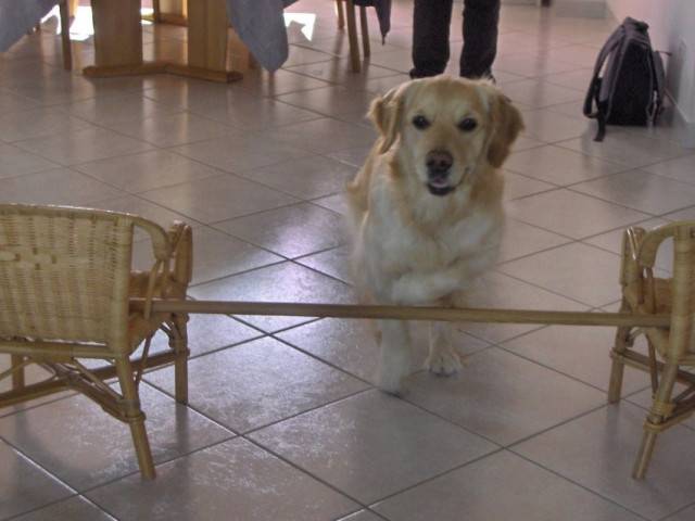 Capsule - Golden Retriever (2 ans)