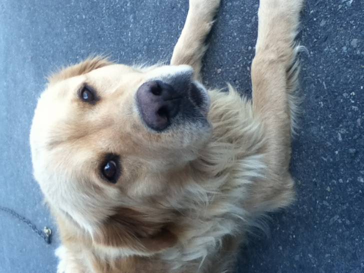 charlot - Golden Retriever Mâle (5 ans)