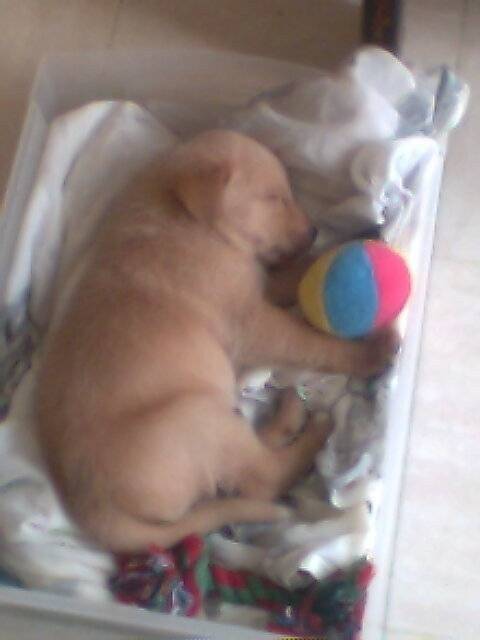 speud - Golden Retriever (1 an)