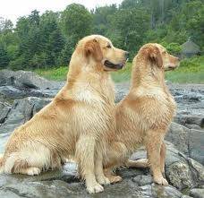 Luke and Summer - Golden Retriever (2 ans)