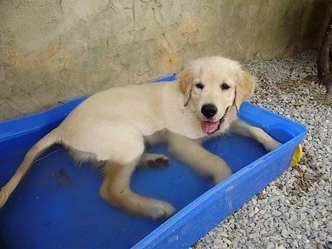 ange - Golden Retriever Mâle (4 mois)