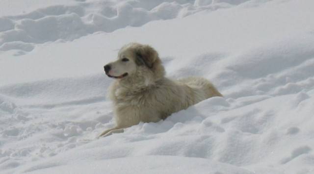Sucrée - Golden Retriever