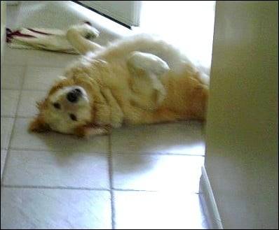 Capucine - Golden Retriever (7 ans)