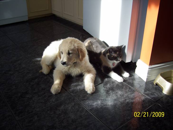 Shadow - Golden Retriever Mâle (1 an)
