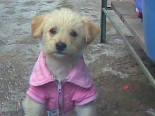 ziba - Golden Retriever (2 ans)