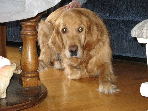 Gaboo - Golden Retriever Mâle (2 ans)