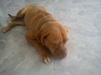 alkam - Golden Retriever Mâle (1 mois)