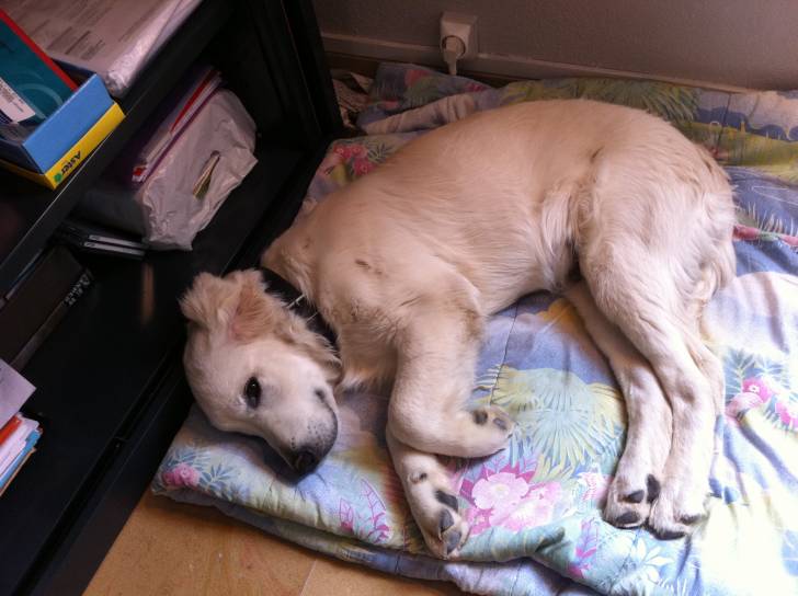 Heat - Golden Retriever Mâle (4 mois)