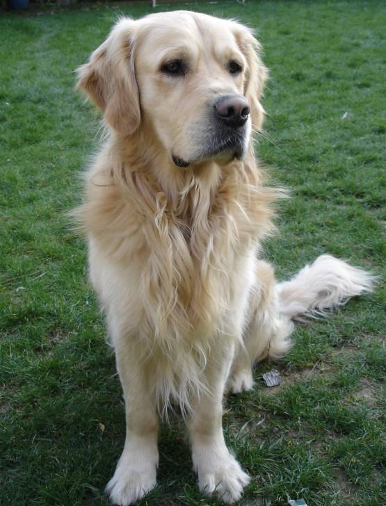 Eliot - Golden Retriever Mâle (3 ans)
