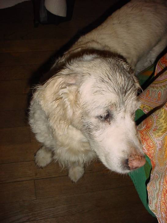Papeete bien maquillée! - Golden Retriever (14 ans)