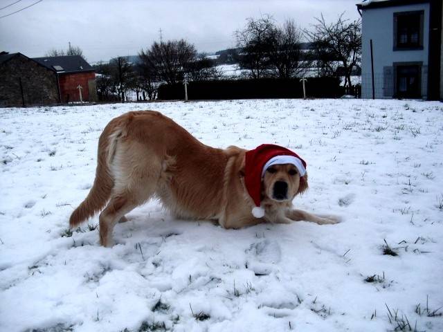 Shana - Golden Retriever (3 ans)