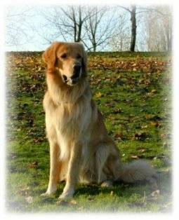 cat - Golden Retriever (2 ans)