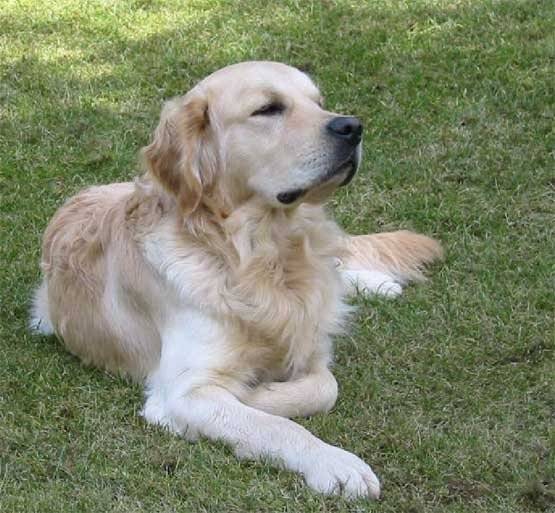 Joey - Golden Retriever Mâle (7 ans)