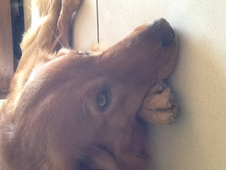 Pato - Golden Retriever Mâle (3 ans)