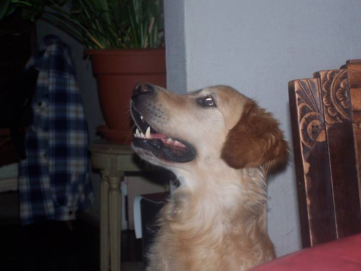 URAEUS - Golden Retriever Mâle (5 ans)