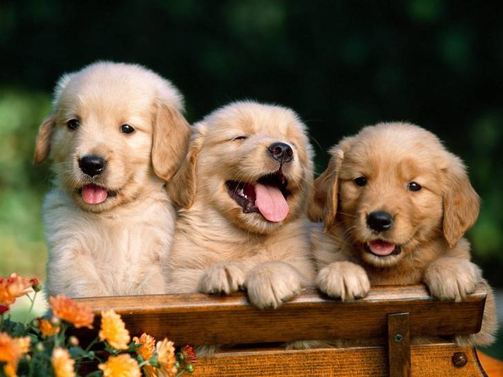 lilo lilou lila - Golden Retriever (9 mois)