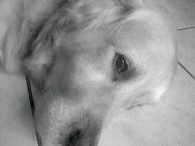 Roxy - Golden Retriever Mâle (9 ans)